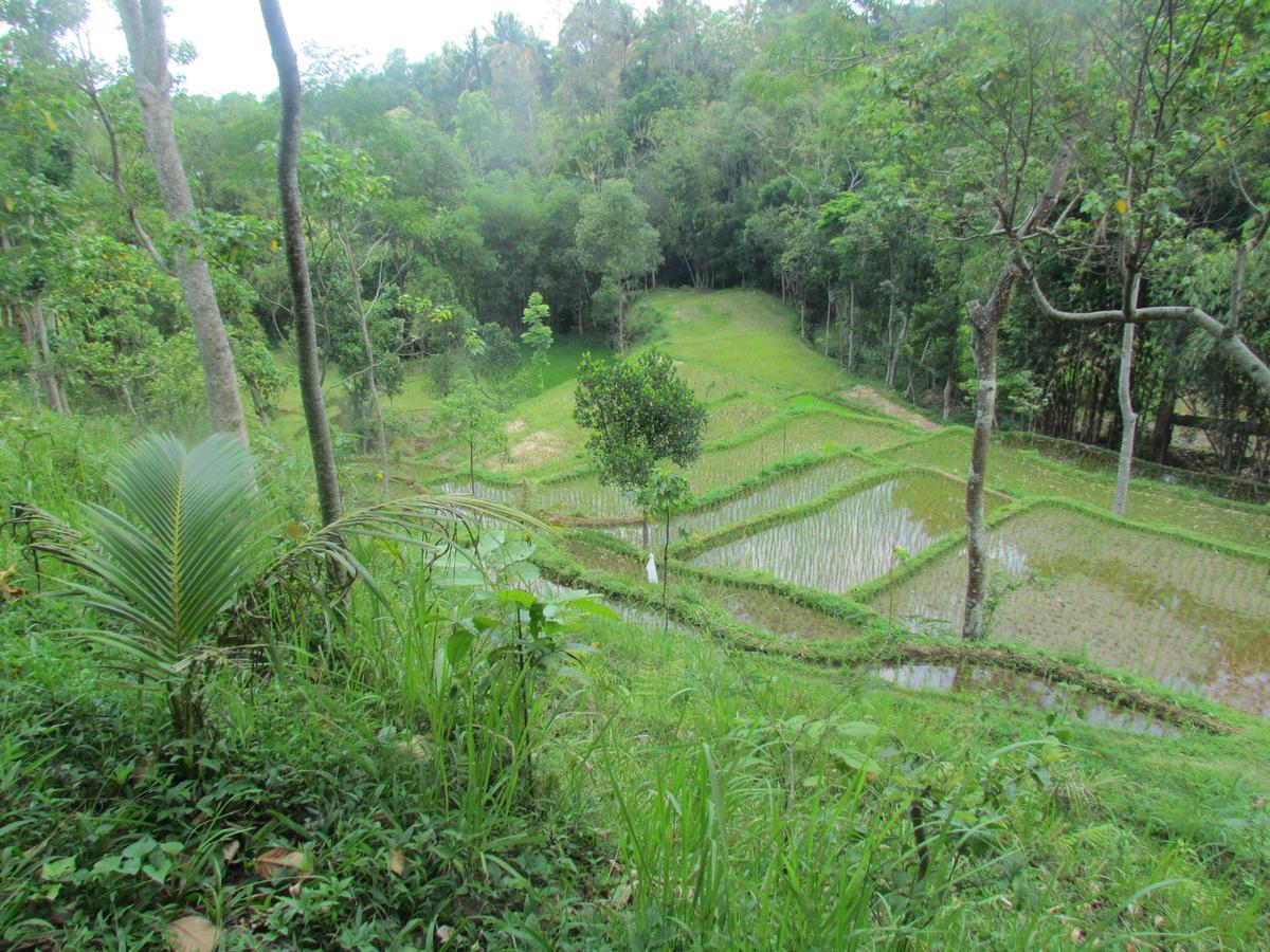 Tetebatu Terrace Homestay Extérieur photo